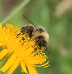 Bombus lucorum