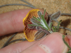 Isotropis cuneifolia