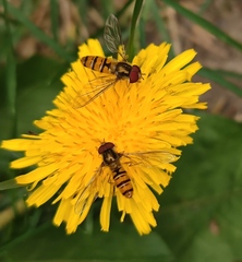 Episyrphus balteatus