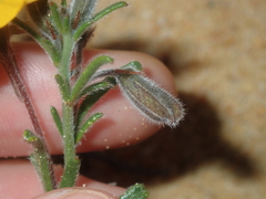 Isotropis cuneifolia