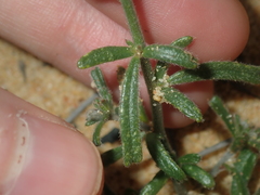 Isotropis cuneifolia