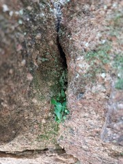 Asplenium ruprechtii