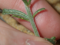 Isotropis cuneifolia