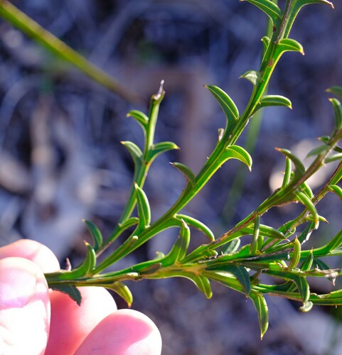 Image of Acacia stenoptera by (c) Peter Crowcroft, some rights reserved (CC BY)