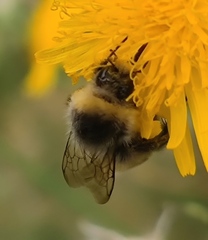 Bombus lucorum