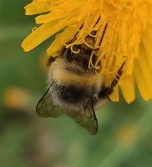 Bombus lucorum