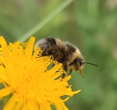 Bombus lucorum
