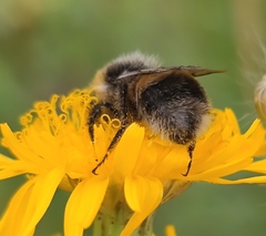 Bombus lucorum