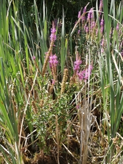 Lythrum salicaria