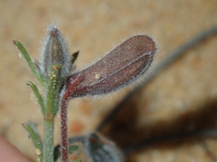 Isotropis cuneifolia