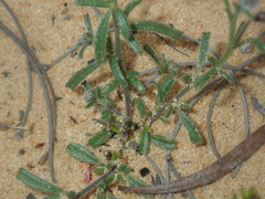 Isotropis cuneifolia