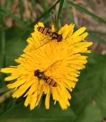 Episyrphus balteatus