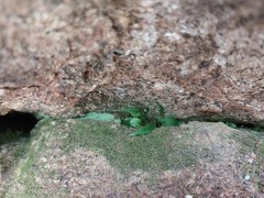 Asplenium ruprechtii