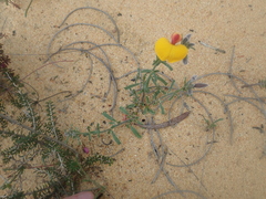 Isotropis cuneifolia