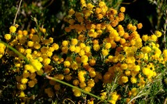 Acacia pulchella