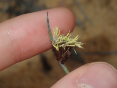 Mesomelaena preissii