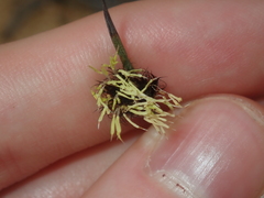 Mesomelaena preissii