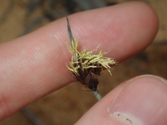 Mesomelaena preissii