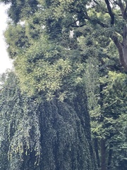 Styphnolobium