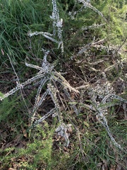 Cryptandra spinescens