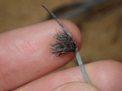 Mesomelaena preissii