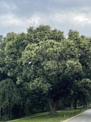Styphnolobium