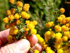 Acacia pulchella