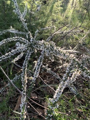 Cryptandra spinescens