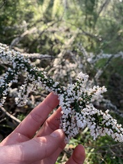 Cryptandra spinescens