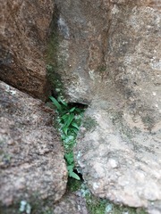 Asplenium ruprechtii