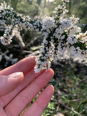 Cryptandra spinescens