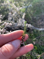 Cryptandra spinescens