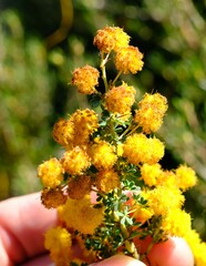 Acacia pulchella