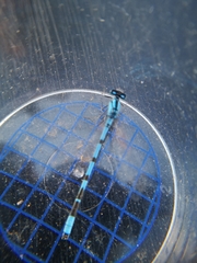 Enallagma cyathigerum