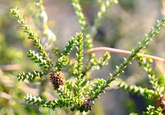 Melaleuca scitula