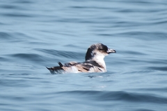 Pelecanoides garnotii