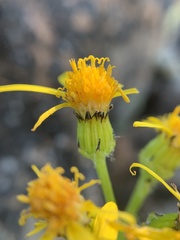Senecio lugens