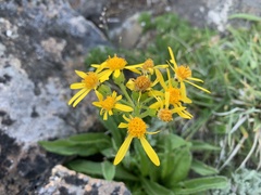 Senecio lugens