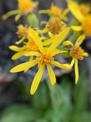 Senecio lugens