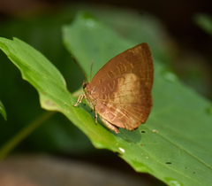Arhopala perimuta