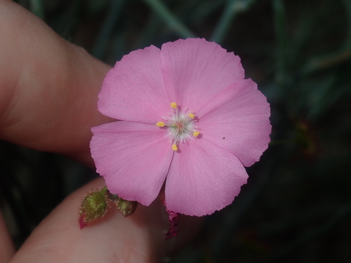 Drosera neesii (Drosera neesii)