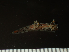 Polycera fujitai