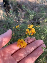 Dillwynia sieberi