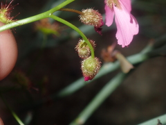 Drosera neesii