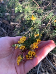 Dillwynia sieberi