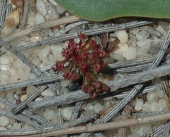Drosera humilis