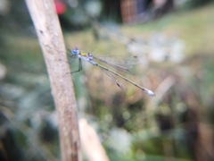Lestes sponsa