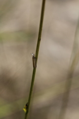 Pleurota aristella
