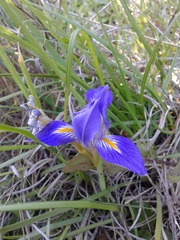 Iris unguicularis syriaca