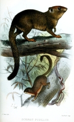 Neotropical Pygmy Squirrel photo 4